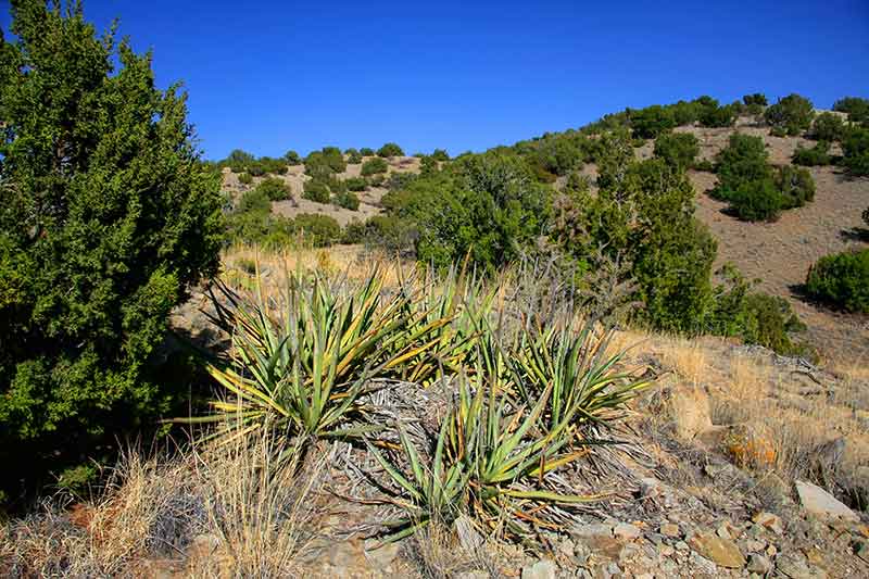 trees and shrubs in Cerrillos Hills
