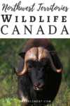 Northwest Territories Animals - Wildlife in Northwest Territories of Canada
