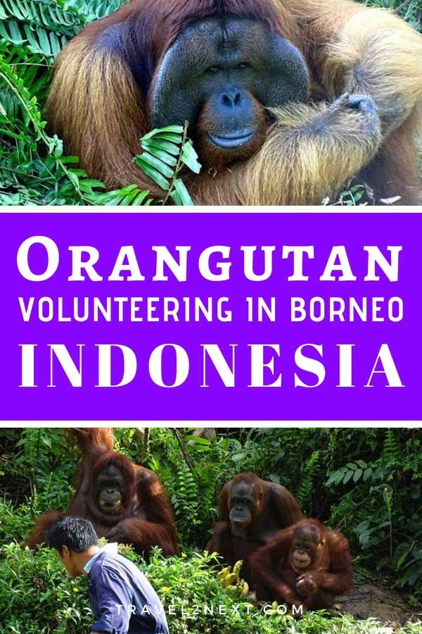 Orangutan Volunteering with BOS in Borneo