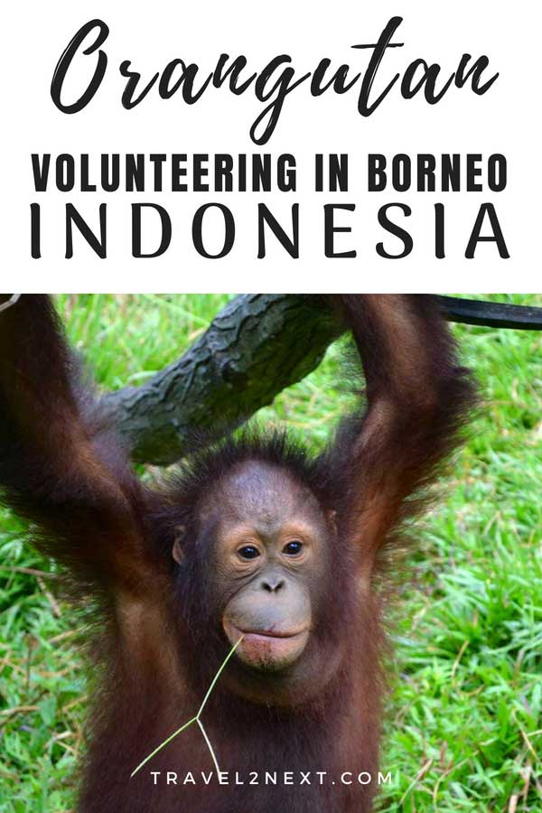 Orangutan Volunteering with BOS in Borneo