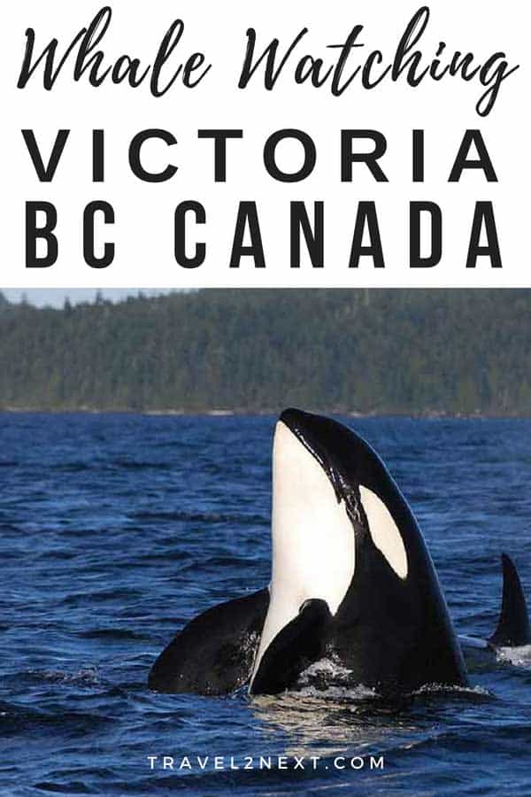 Orca Whale Watching From Victoria (BC)