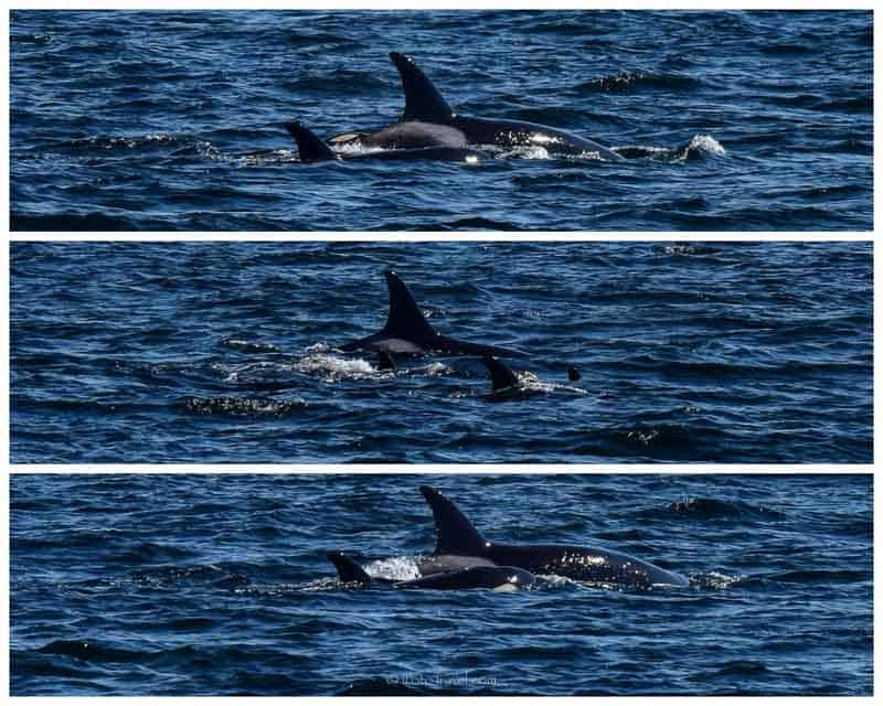 Orca whale watching Victoria BC collage