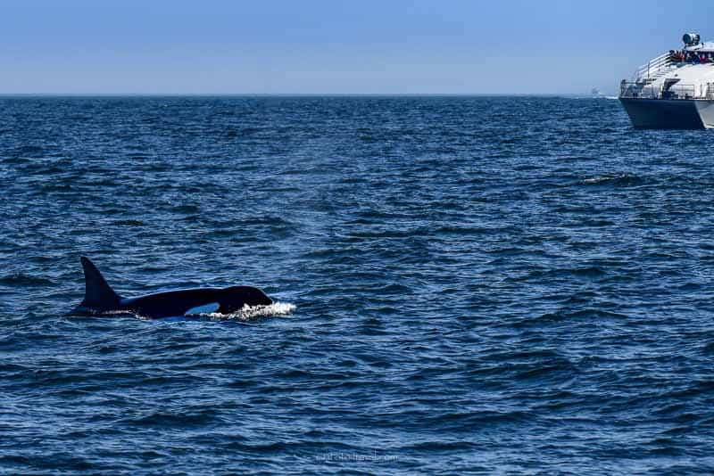 Orca whale watching Victoria BC