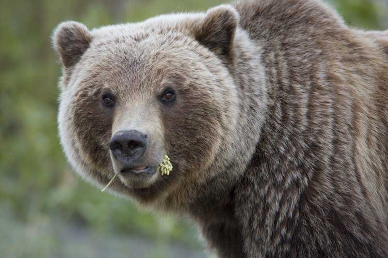 Yukon bear