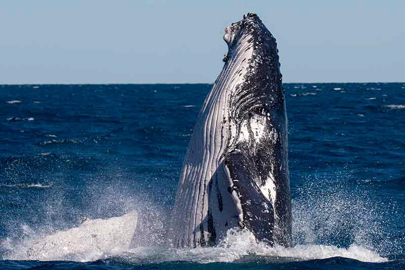 humpback whale in hervey bay