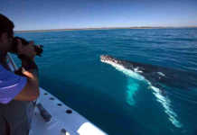 The Whale Watching Experience Everyone Talks About In Hervey Bay Pacific Whale Foundation Hervey Bay 26