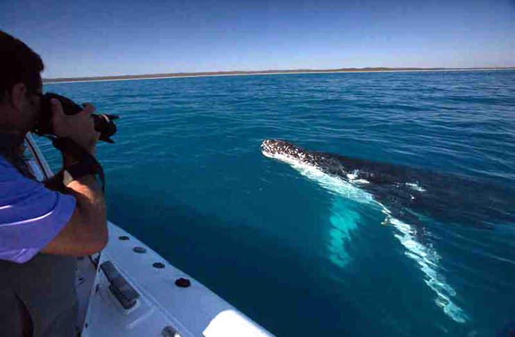 The Whale Watching Experience Everyone Talks About In Hervey Bay Pacific Whale Foundation Hervey Bay 26