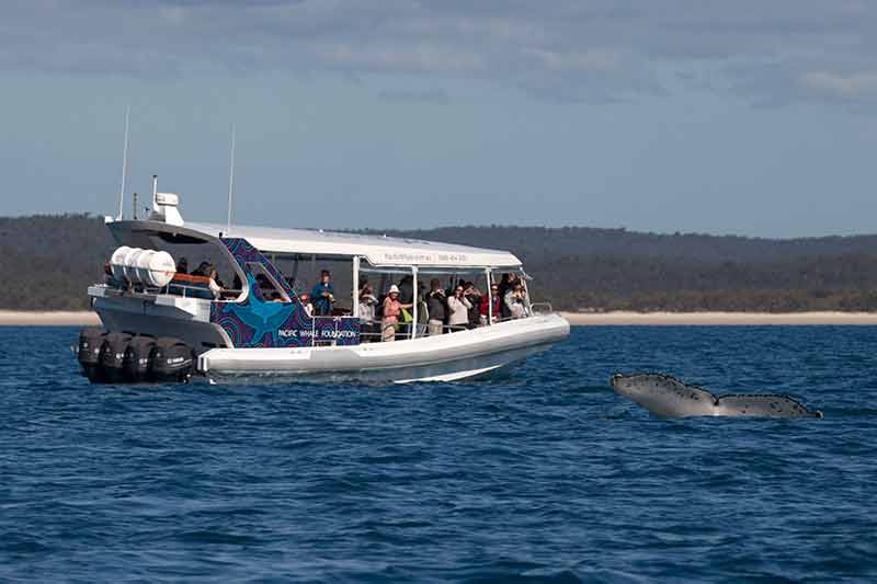 Pacific Whale Foundation Hervey Bay 42
