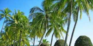 Pantai Cenang Beach Malaysia lounge chairs, green lawn, topiary trees and coconut palms