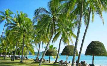 Pantai Cenang Beach Malaysia lounge chairs, green lawn, topiary trees and coconut palms