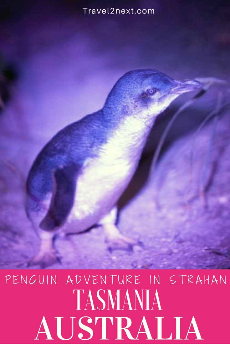 Penguin adventure in Strahan Tasmania
