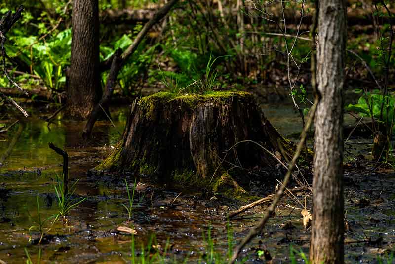 tree stump in the forest at Pokagon State Park