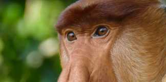 Proboscis monkey pictures adult male close up