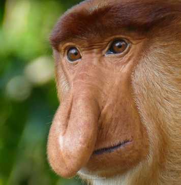 Proboscis monkey pictures adult male close up