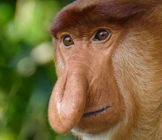 Proboscis monkey pictures adult male close up
