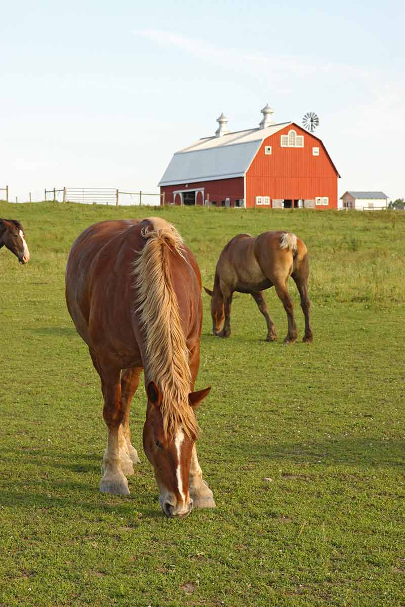 red barn and horses in Prophetstown State Park Indiana