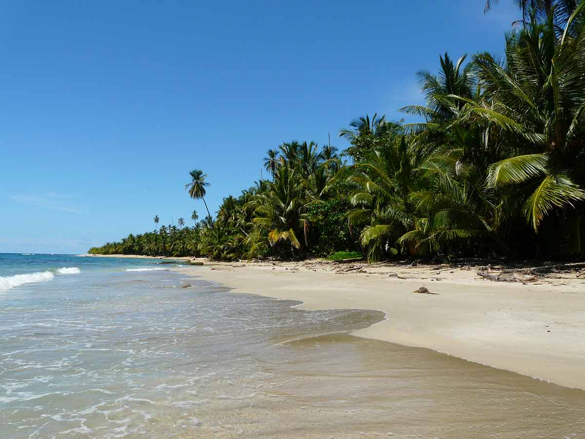 Punta Uva Beach in Costa Rica lush palm forest and strip of sand