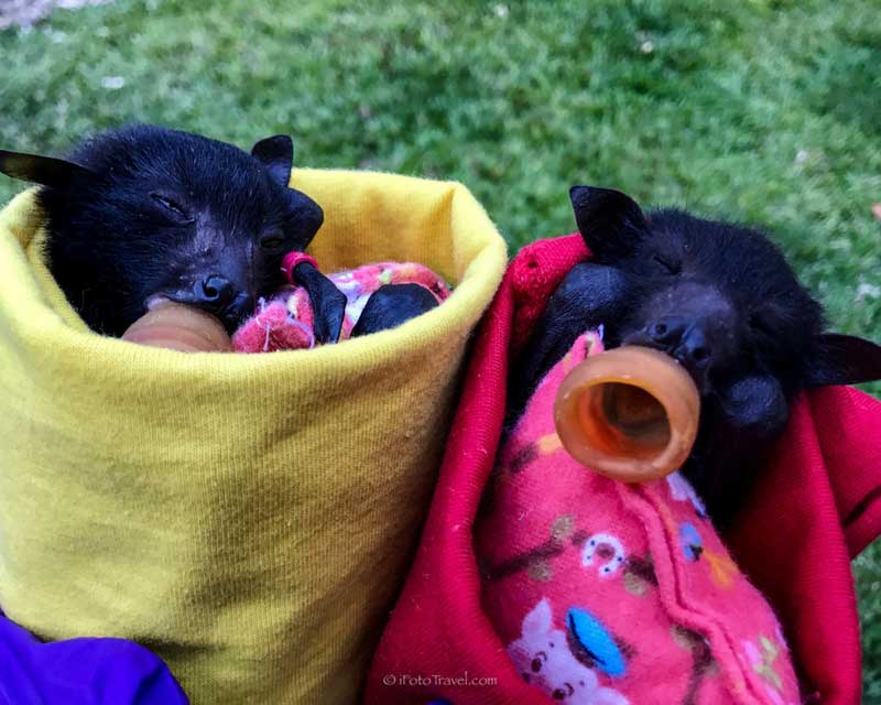 Pyjama socks and sleeping bat babies