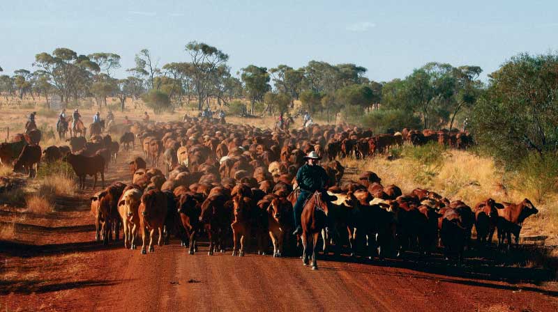 to do queensland cattle drive