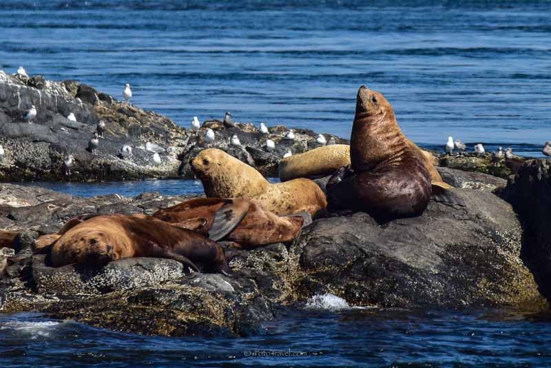 Race Rocks sea lions Victoria BC