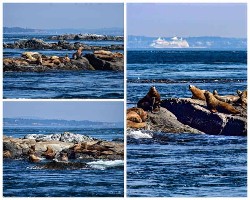 Race Rocks sea lions collage