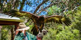 Raptor Domain Wedge tailed eagle Bird Of Prey Experience