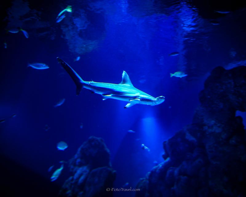 Scalloped hammerhead shark at Cairns Aquarium