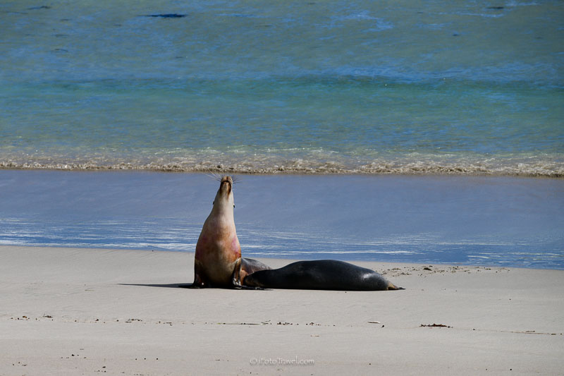 Seal Bay Australian seal wildlife experience