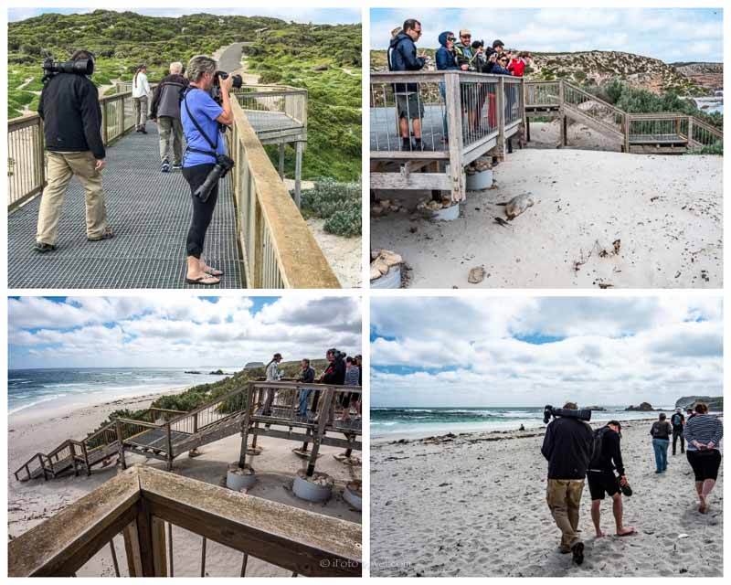 Seal Bay Visitor Centre boardwalks sea lion wildlife experience