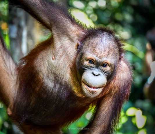 Sepilok Orangutan Rehabilitation Centre