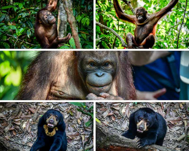 Sepilok Orangutan Rehabilitation Centre - Sandakan Borneo
