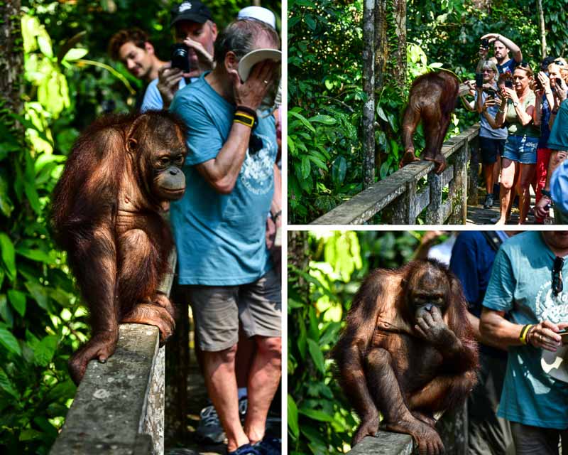 Sepilok orangutan with visitors