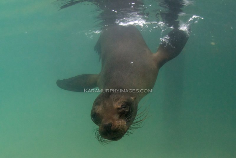 sea lion in the water at Isla Isabela