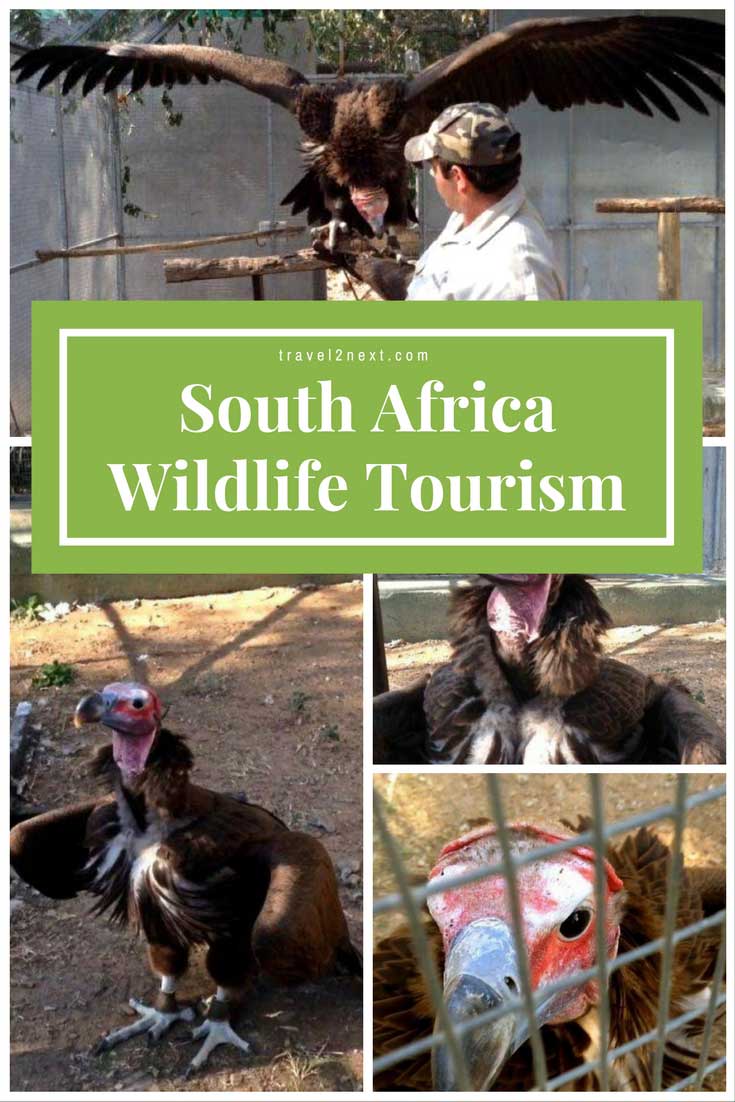 South Africa wildlife tourism