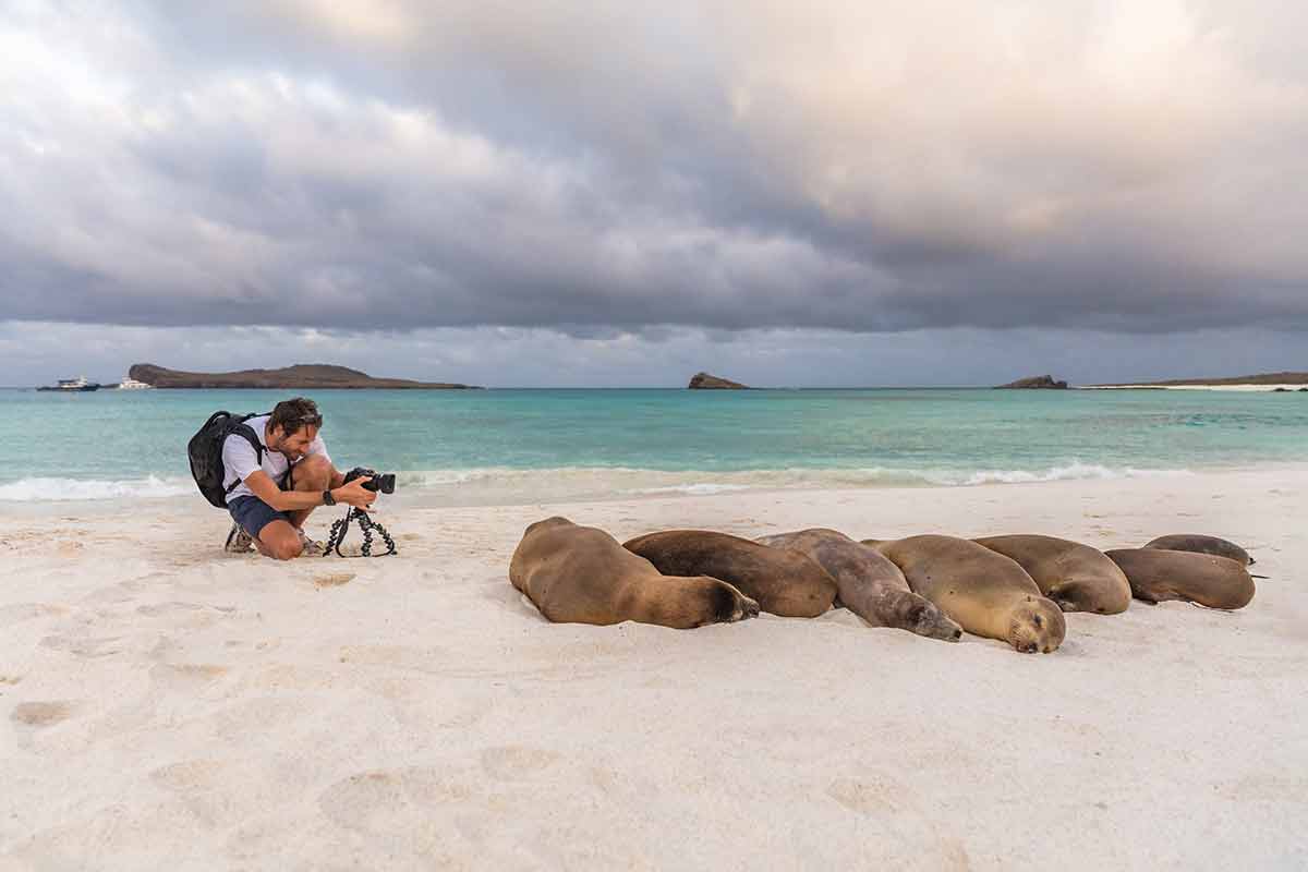 Sea Lion in sand on beach on Galapagos Islands