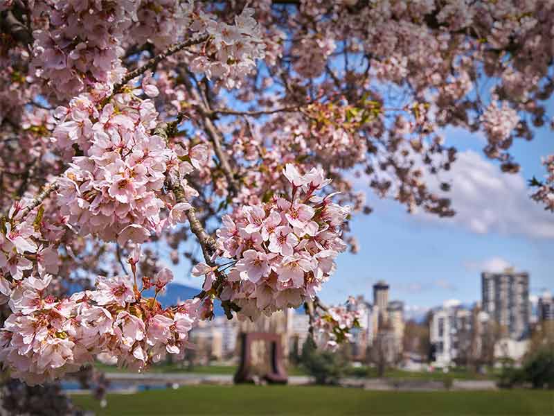 Spring in Canada cherry blossoms vancouver