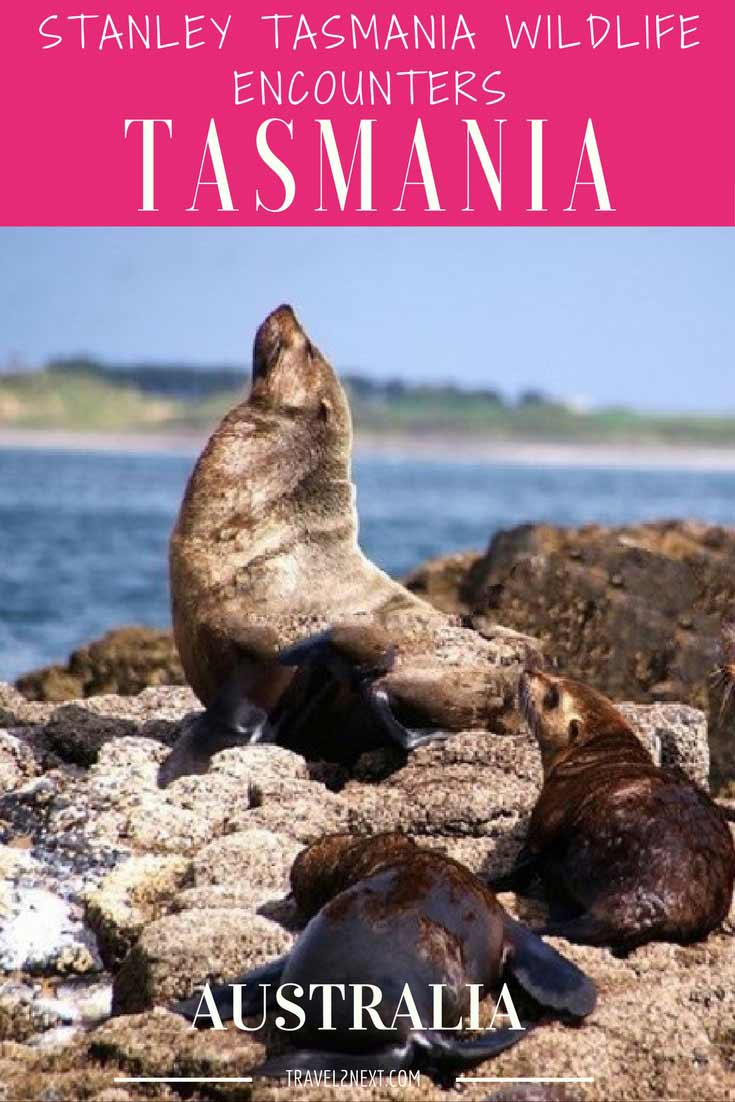 Stanley Tasmania wildlife encounters