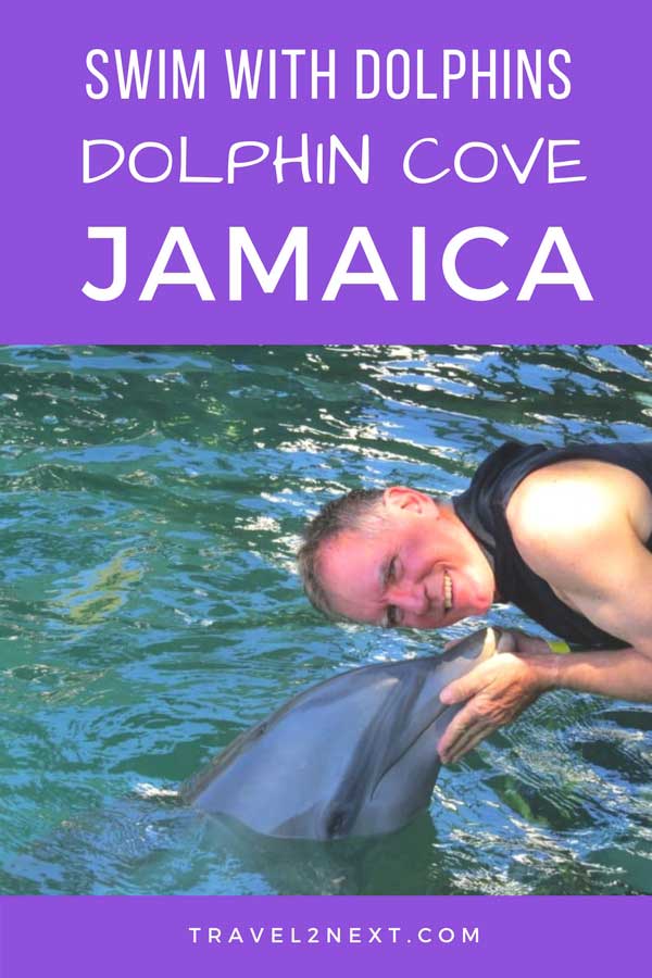 Swim With Dolphins at Dolphin Cove Montego Bay