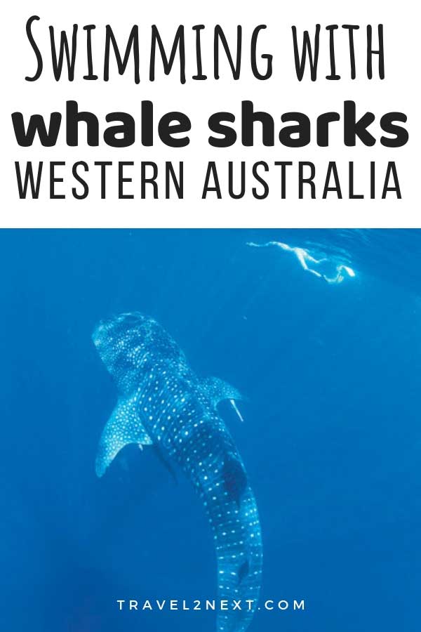 Swimming with whale sharks in Ningaloo Reef