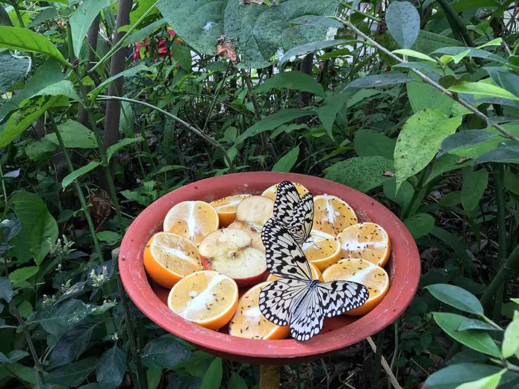 Butterflies at Taipei Zoo