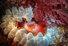 The Unexpected Side Of Tasmania You’ll Find Underwater diving tasmania