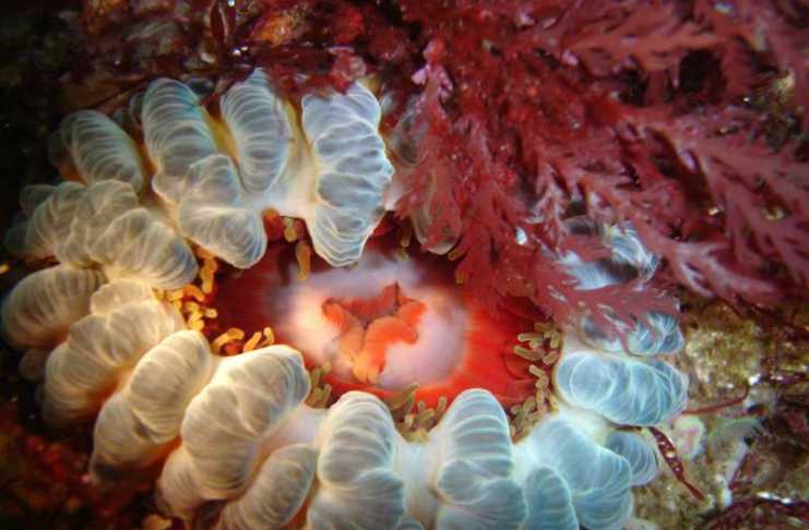 The Unexpected Side Of Tasmania You’ll Find Underwater diving tasmania
