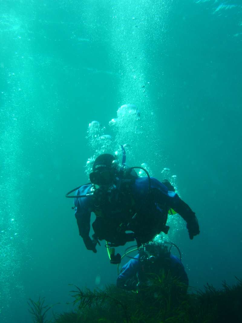 Tasmania diving