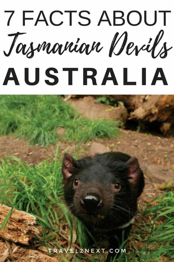 Tasmanian Devil Facts 