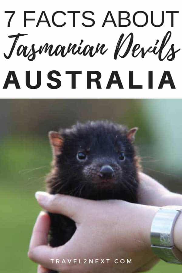 Tasmanian Devil Facts