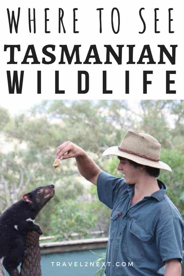 Tasmanian wildlife 