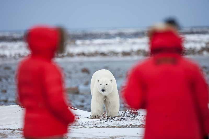 Things to do Canada polar bears