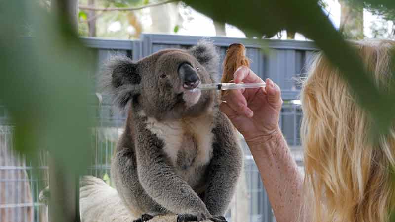 Things to do in Port Macquarie - koala hospital