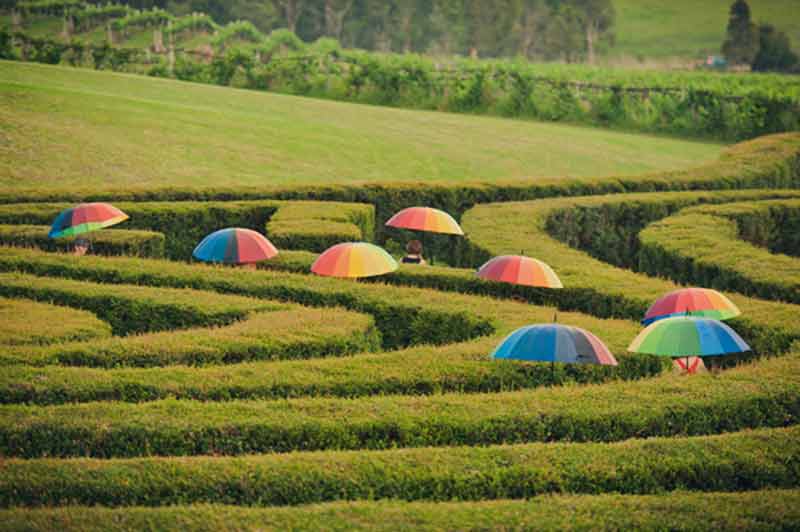 Things to do in Port Macquarie Bago Winery & Maze
