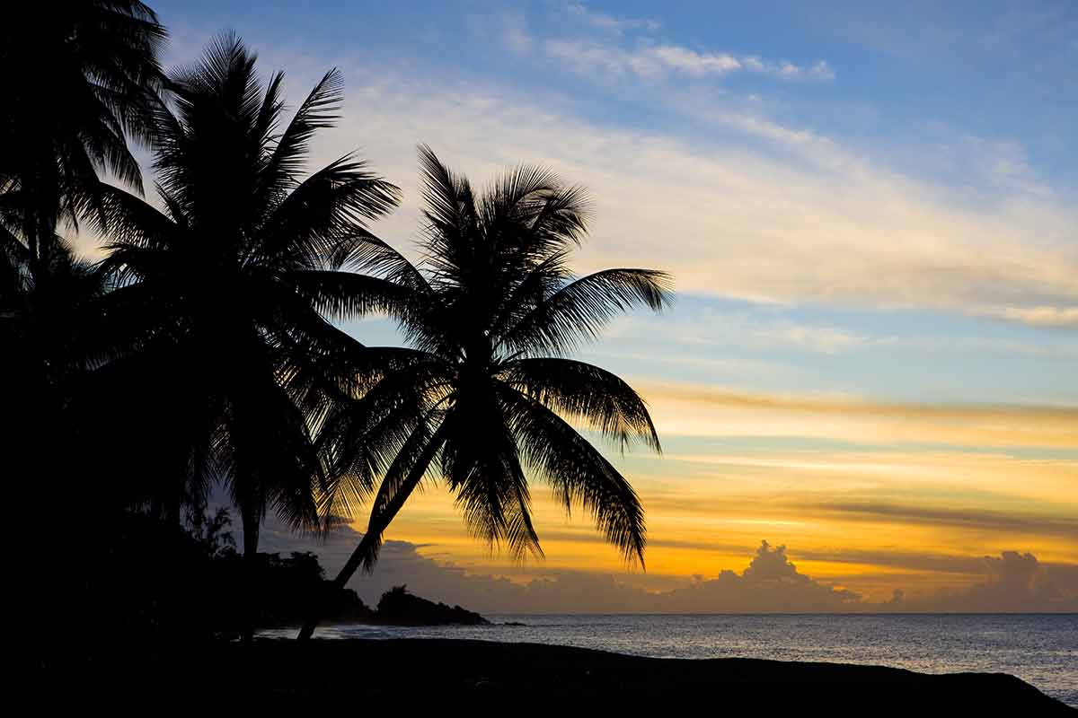 Tobago beaches turtle palm trees silhouetted at sunset